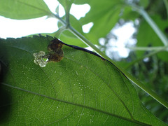 Agromyza ambrosivora