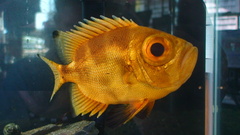 Pristigenys alta