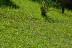 Sisyrinchium graminifolium