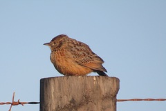 Mirafra apiata marjoriae