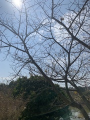 Malvaceae