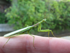 Miomantis