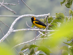 Icterus auricapillus