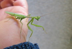 Miomantis