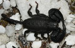 Opisthacanthus capensis
