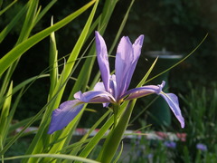 Iris notha