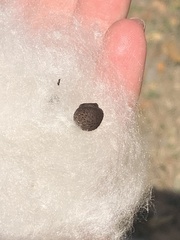 Malvaceae
