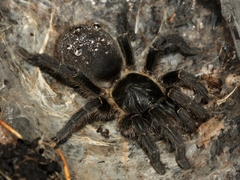 Harpactirinae