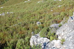 Oldenburgia paradoxa