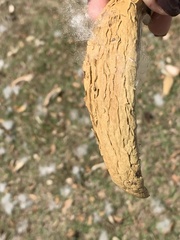 Malvaceae