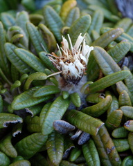 Oldenburgia paradoxa