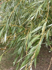 Salix × fragilis vitellina