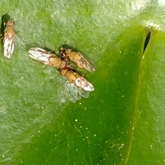 Ephydroidea
