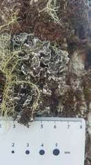 Erioderma pedicellatum