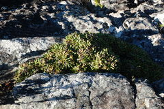 Oldenburgia paradoxa