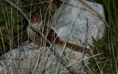 Sphenoeacus afer afer