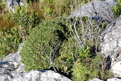 Oldenburgia paradoxa