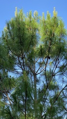 Pinus maximinoi
