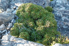 Oldenburgia paradoxa