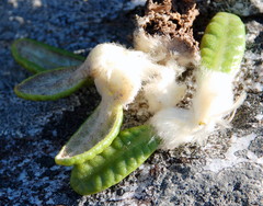 Oldenburgia paradoxa