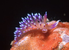 Coryphellina marcusorum