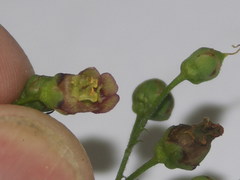 Scrophularia umbrosa