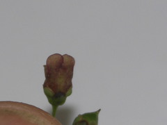 Scrophularia umbrosa