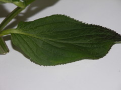 Scrophularia umbrosa