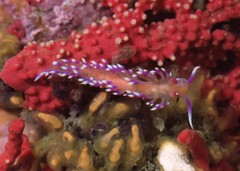 Coryphellina marcusorum