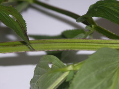 Scrophularia umbrosa
