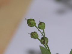 Scrophularia umbrosa
