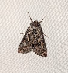 Syngrapha celsa