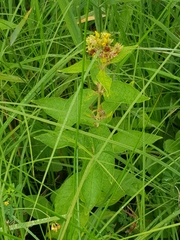 Lysimachia vulgaris