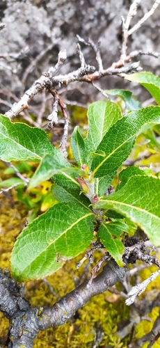 Image of Salix recurvigemmata by no rights reserved