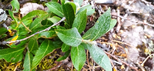Image of Salix recurvigemmata by no rights reserved