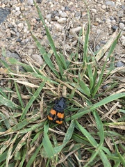 Nicrophorus hybridus