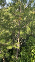 Pinus maximinoi
