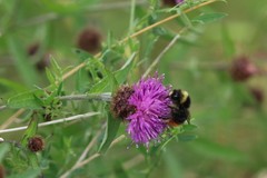 Bombus lapidarius
