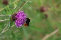 Bombus lapidarius