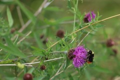 Bombus lapidarius