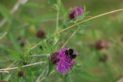 Bombus lapidarius