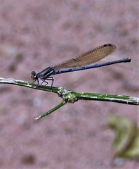 Argia jujuya