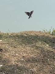 Zenaida auriculata