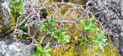 Image of Salix recurvigemmata by no rights reserved