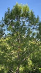 Pinus maximinoi