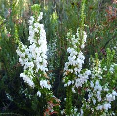 Erica glomiflora glomiflora