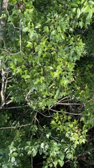 Oreopanax sanderianus