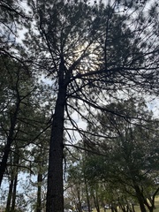 Pinus