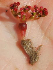 Crassula aphylla