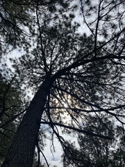 Pinus